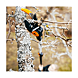visuel4 Coupe-branches multifonctions PowerGear X